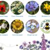 Seedball Tin Great Yellow Bumblebee