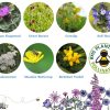 Seedball Tin Shrill Carder Bee