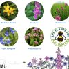 Seedball Tin Bee Mix