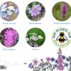Seedball Tin Butterfly Mix