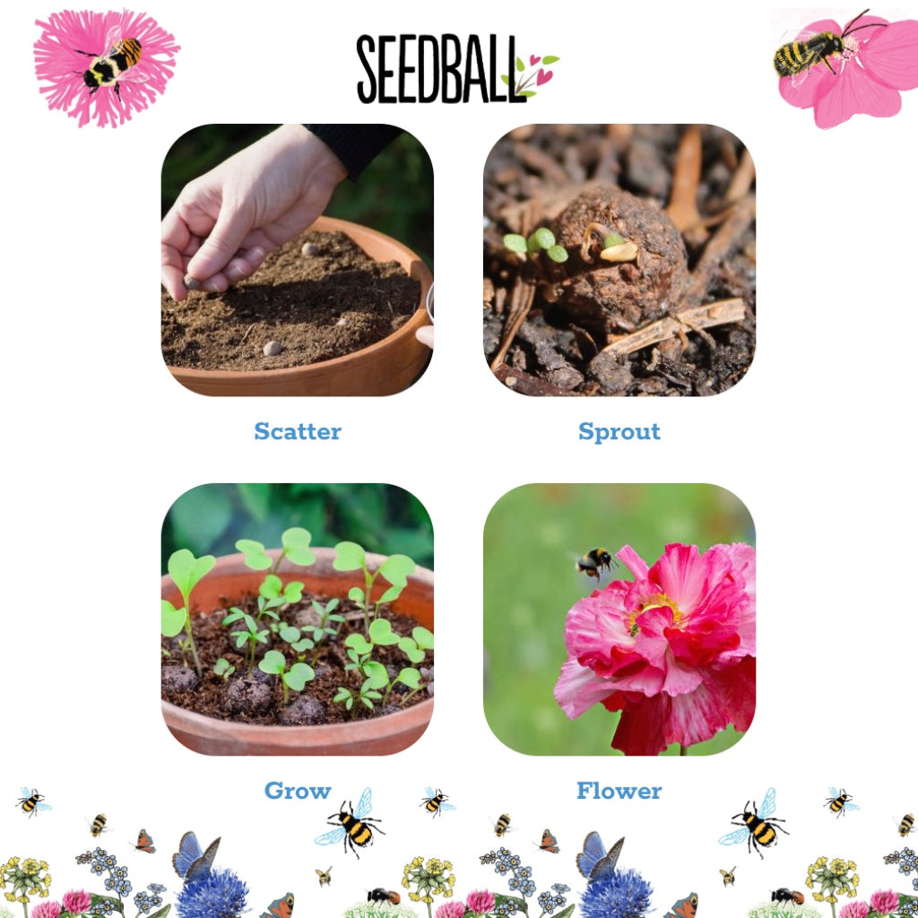 Seedball Tin Artists Meadow